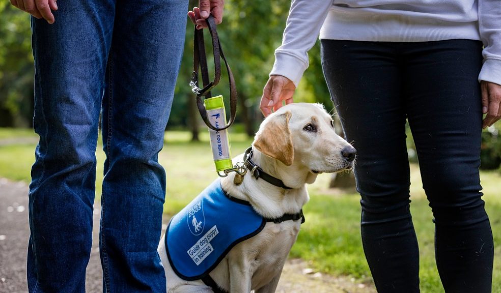 A guide dog puppy sits between two people, who are out of shot